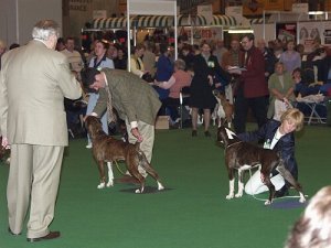 Scene from Crufts 2002