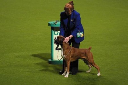 Crufts 2004 - Boxer BOB - CH Tartarian Gold Dust JW