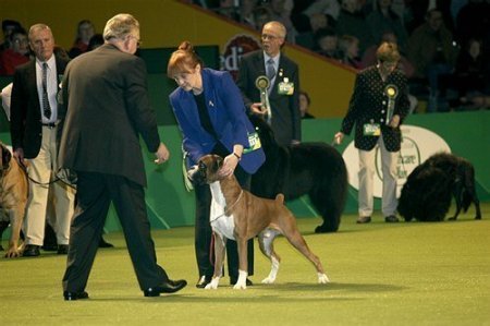 Crufts 2004 - Boxer BOB - CH Tartarian Gold Dust JW