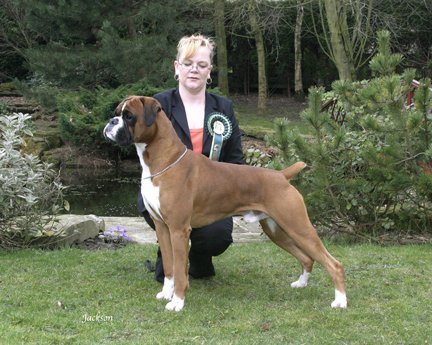 Crufts 2005 - Boxer BOB - Newlaithe Look At Me