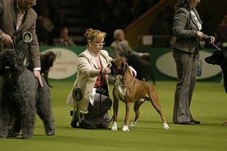 Crufts 2005 - Boxer BOB - Newlaithe Look At Me (DSC_1358)