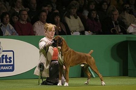 Crufts 2005 - Boxer BOB - Newlaithe Look At Me (DSC_1380)