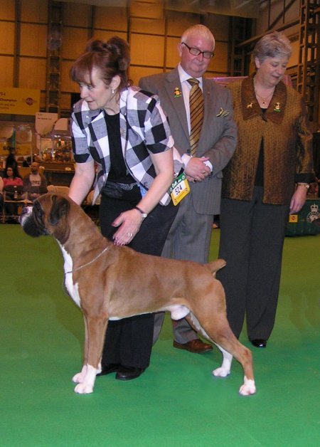 Crufts 2006  - Boxer BOB - CH Tartarian Gold Dust JW