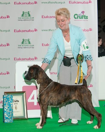 Crufts 2010 - Boxer BOB