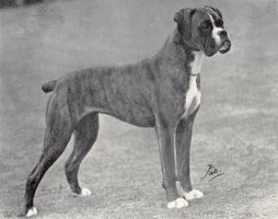 CH Cuckmere Bomza Fiesta - Right Side - Photo from The Dog World Annual 1949, Page 8