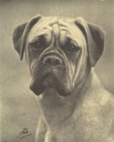 CH Cuckmere Krinetta