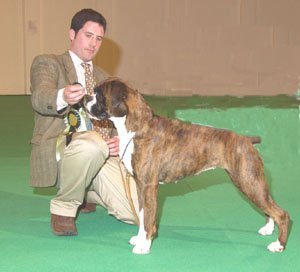 Crufts 2002 - Boxer BOB - CH Merribox Endless Gossip