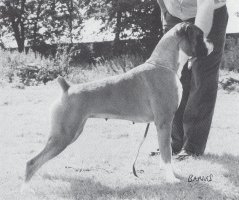 CH Faerdorn Easy Lover at Lacreme