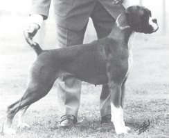 CH Faerdorn Head ver Heels to Santonoaks