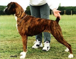 CH Faerdorn So Glad for Sulez