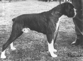 CH Farfield Pedro