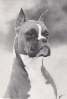 Finemere's Flip of Berolina - Head Shot
