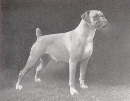 CH Glad Eyes of Chetawayo - Photo from The British Boxer Club Year Book 1955, Page 37