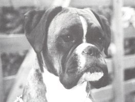 CH Glenfall Clever Clogs