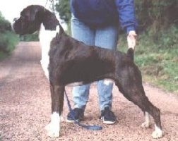 CH Glenfall The Gladiator