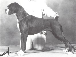 CH Glenfall Wicked Wanda