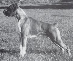 Ch Hartboys Red Runner