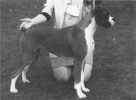 CH Hazefield Beatnik