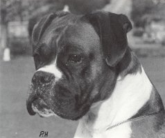 CH Hiltwood Levishe