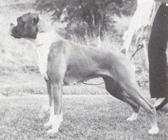 CH Hiltwood Levishe - Left Side - Photo from SWBC Boxer '84, Page 80