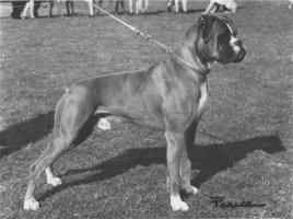 CH Janeen Continental Gold