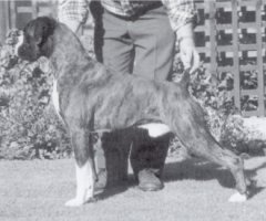 CH Jolegi Lets Boogie JW - Picture taken from The British Boxer Club Year Book 1996 - 1999