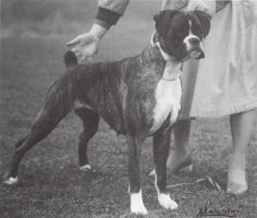 CH Kiki Dee of Alexval