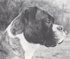 CH Kiki Dee of Alexval - Head Shot - Photo from SWBC Boxer '84, Page 81