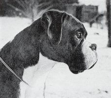 CH Kinbra Uncle Sam of Winuwuk - Right Hand Head Shot