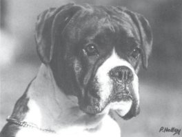 CH Liedeberge Annaliese - Head Shot