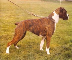 CH Liedeberge Annaliese - Right Side - Photo from Dog World Annual 1978, Page 5