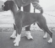 CH Lottagud Lady Hamilton