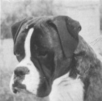 CH Marbelton Desperate Dan - Head Shot