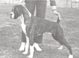 CH Marbelton Desperate Dan - Left Side