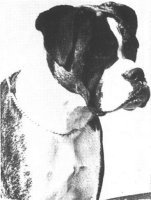 CH Marbelton Tyzacks Super Trouper - Head Shot