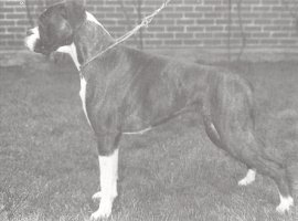 CH Marbelton Tyzack's Super Trouper - Left Side