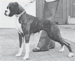 CH Melvich's Miss Mudge