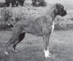 CH Mindenwood Lets Get Wicked - Photo from The British Boxer Club Year Book 1996 - 1999, Page 34