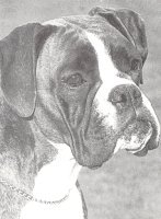 CH Moljon Dream Again of Marbelton - Head Shot