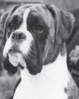 CH Mulbrae McClair