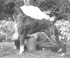 CH Mydaz Suburban Commando - Photo from SWBC Boxer '95, Page 41