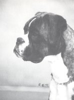 CH Newlaithe Marietta - Head Shot