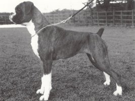 CH Norwatch Slightly Sozzled - Left Side