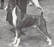 Ch Panfield Beau Jinks - Photo from The British Boxer Club Year Book 1955, Page 36