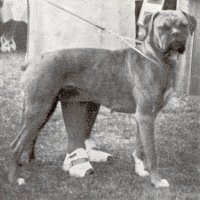 CH Panfield Bliss - Photo from The British Boxer Club Year Book 1955, Page 24