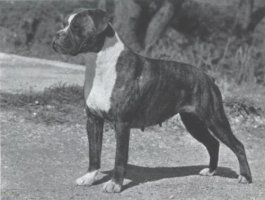 CH Panfield Serenade