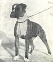 CH Panfield Serenade