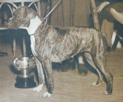 CH Panfield Serenade