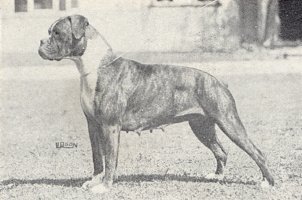 CH Panfield Serenade - Left Side - Photo taken from OUR DOGS Christmas Number, 1947, page 29