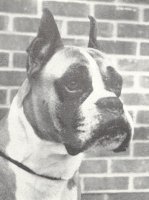 Rainey-Lane Sirocco aged 7 years old - Head Shot - Photo from Dog World Annual 1964, Page 8